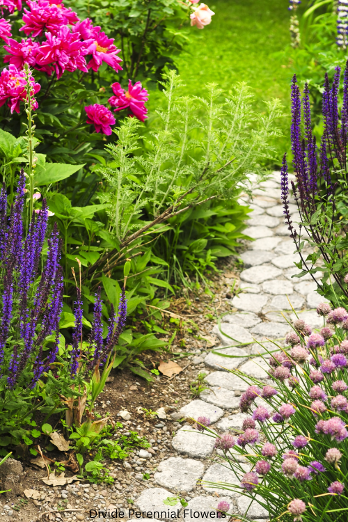  Divide Perennial Flowers