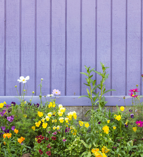 Divide Perennial Flowers