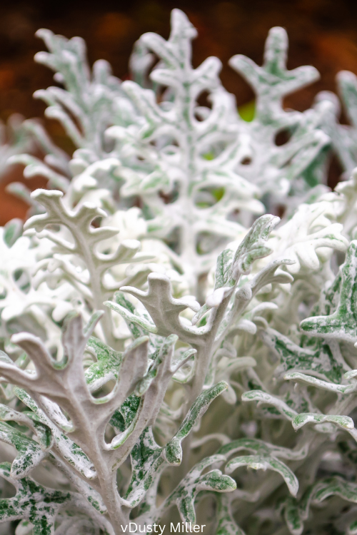 Dusty Miller