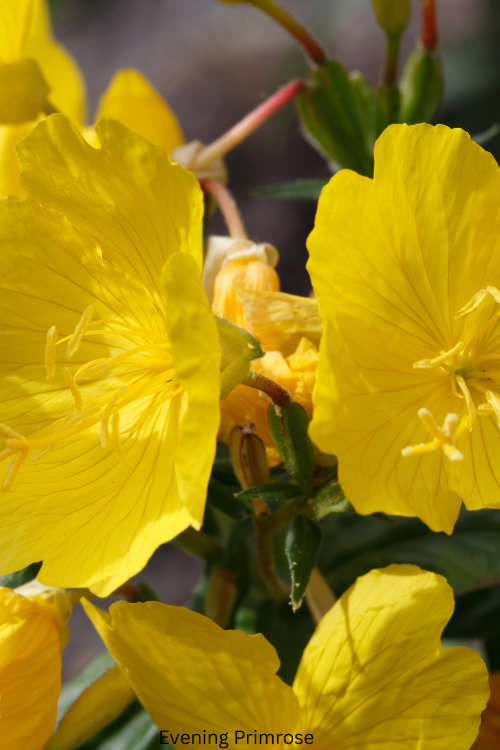 Evening Primrose