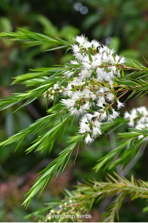 Evergreen herbs