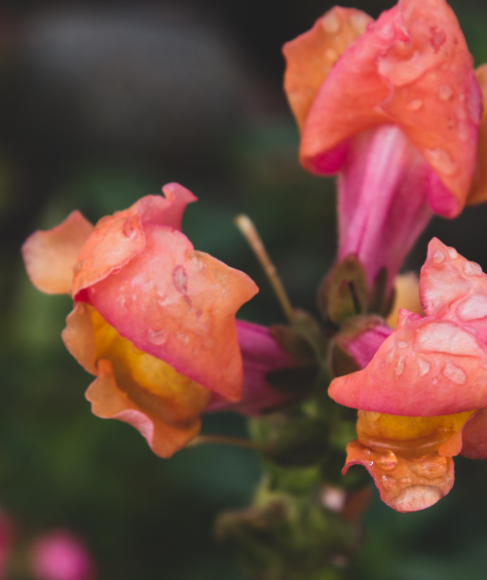 Why Flower Buds Fall Off Before Opening