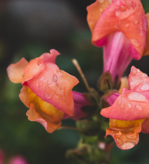 Why Flower Buds Fall Off Before Opening