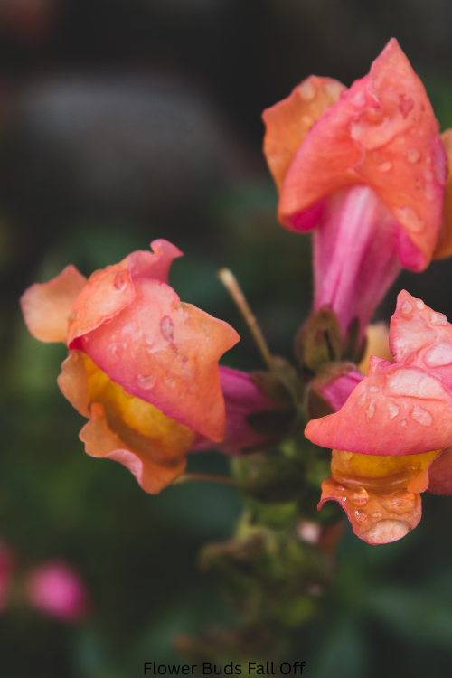 Why Flower Buds Fall Off Before Opening