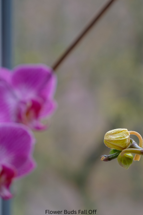 Why Flower Buds Fall Off Before Opening