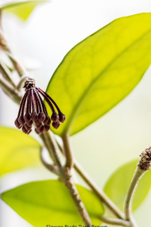 Why Flower Buds Turn Brown Before Opening