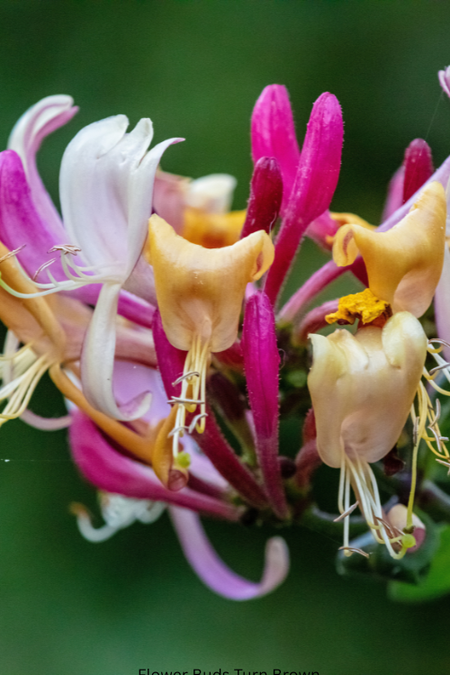 Why Flower Buds Turn Brown Before Opening