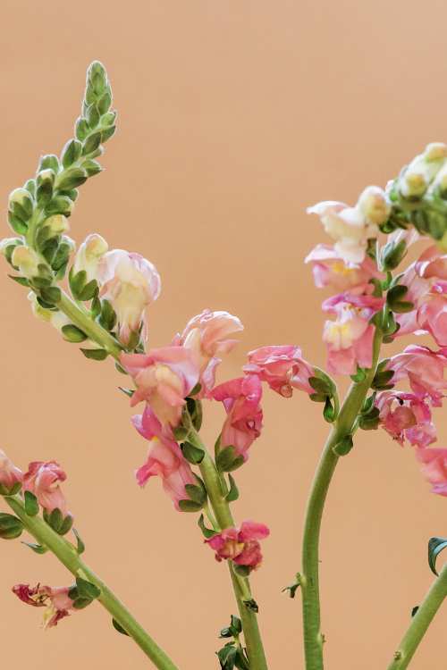 Why Flower Buds Turn Brown Before Opening