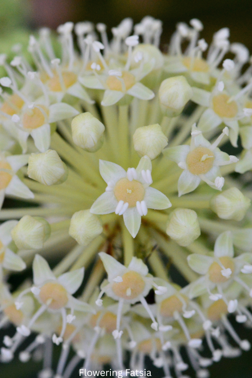 Flowering Fatsia
