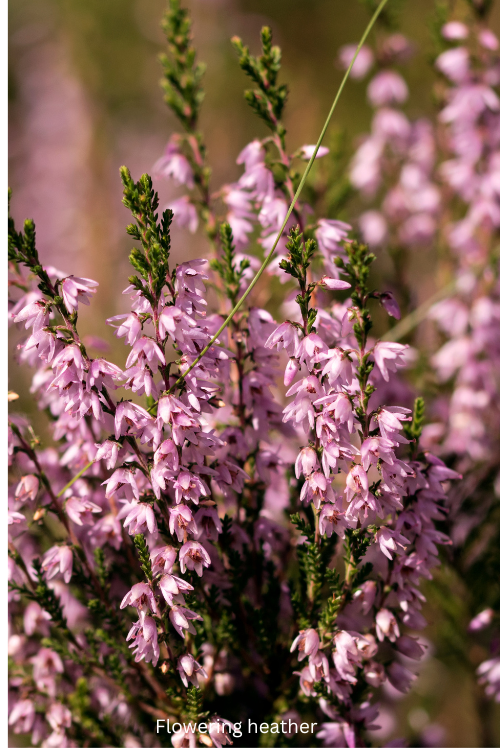 Flowering heather