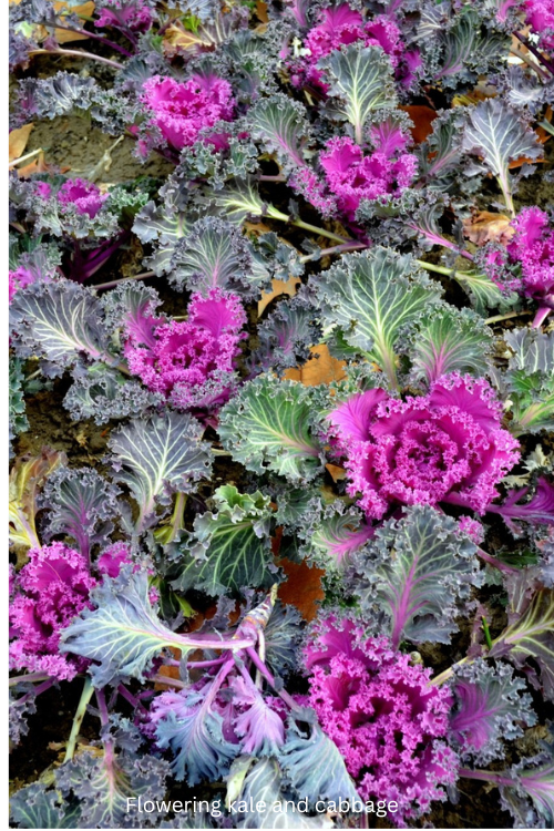 Flowering kale and cabbage