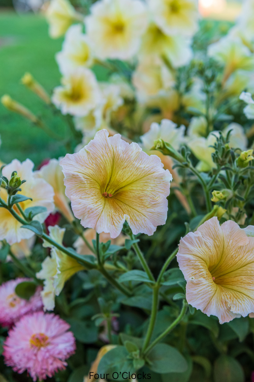 Fragrant Flowers for a Moon Garden
