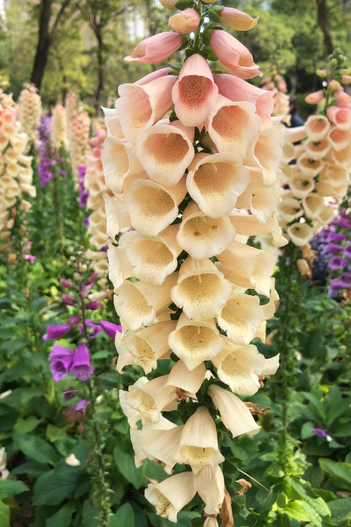 How to Stake Tall Flowers Without Damaging Their Stems