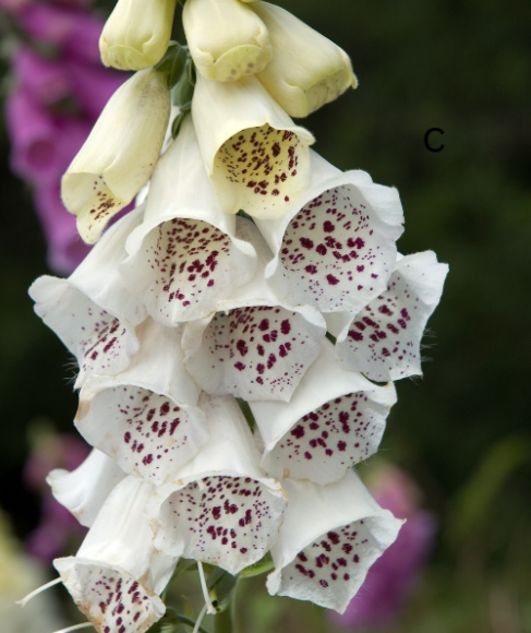 The Best Flowers for a Cottage Garden in Clay Soil