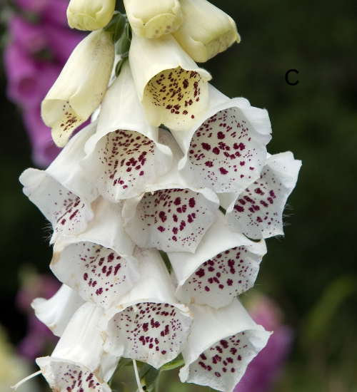 The Best Flowers for a Cottage Garden in Clay Soil
