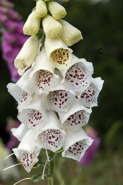Foxgloves