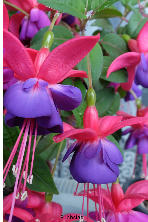 Fuchsias
