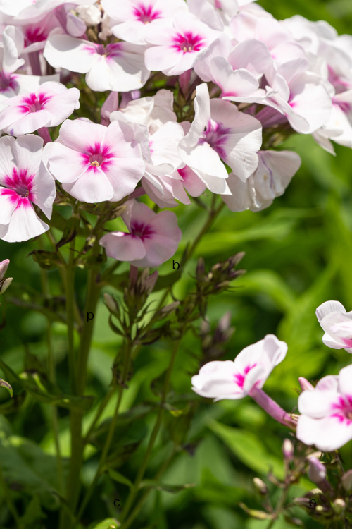 Garden Phlox