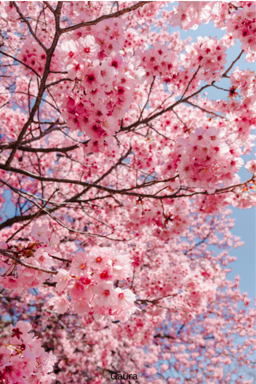 Gaura