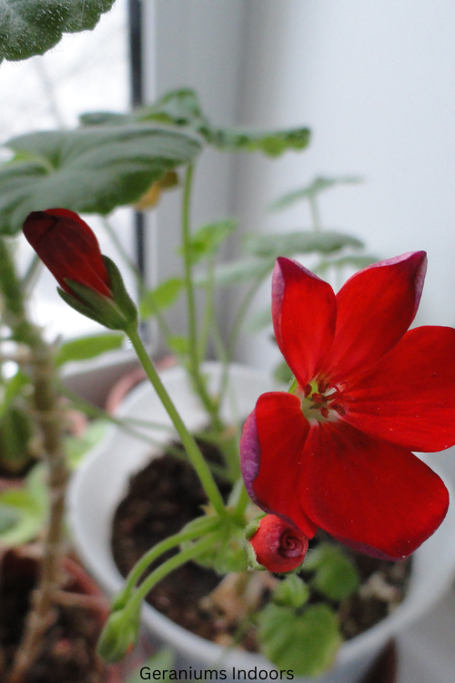 How to Overwinter Geraniums Indoors