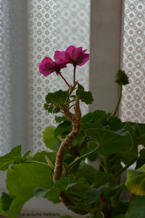 How to Overwinter Geraniums Indoors