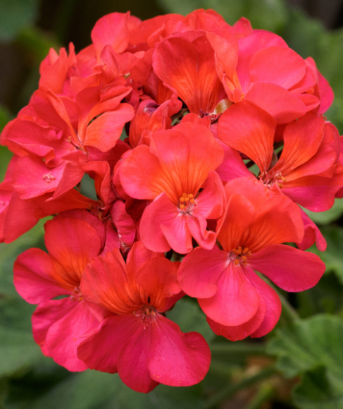 How to Overwinter Geraniums Indoors