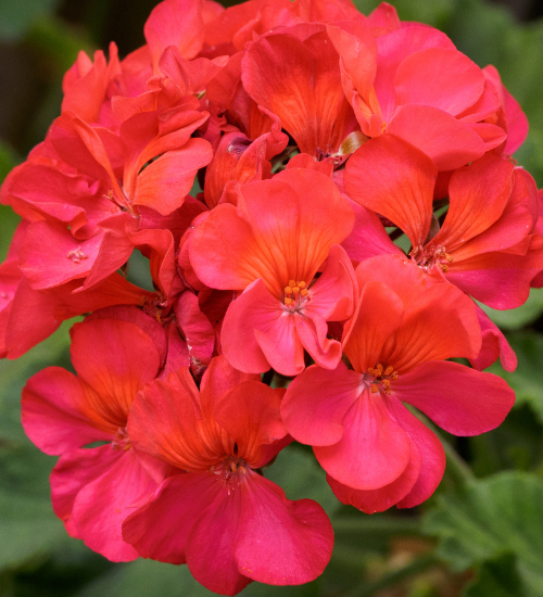 How to Overwinter Geraniums Indoors