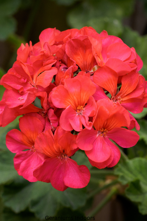 How to Overwinter Geraniums Indoors