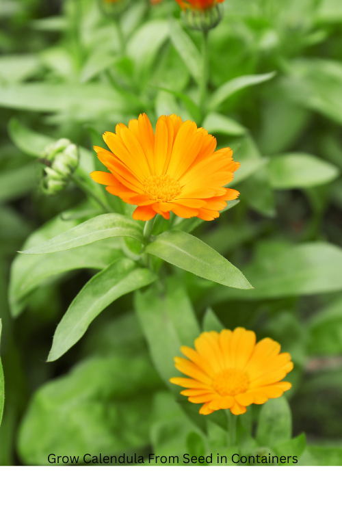  Grow Calendula From Seed in Containers