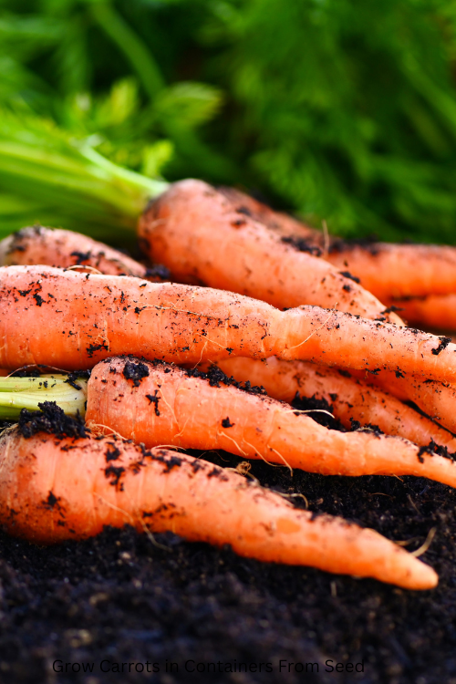 Grow Carrots in Containers From Seed