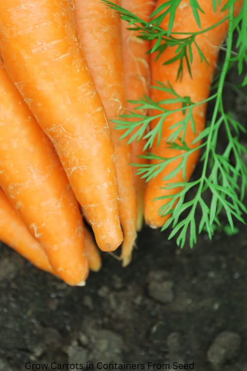 Grow Carrots in Containers From Seed