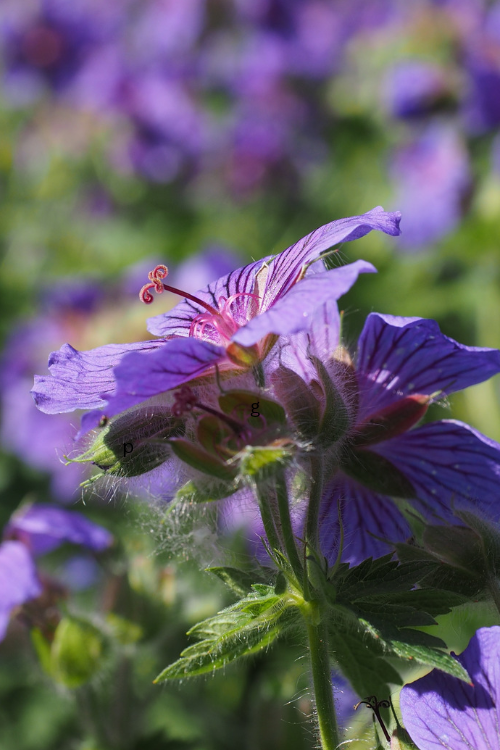 Hardy Geraniums