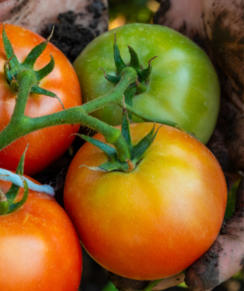 October Garden Cleanup Checklist