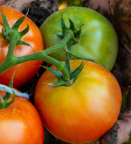 October Garden Cleanup Checklist