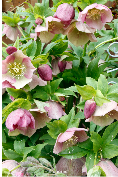 Hellebores