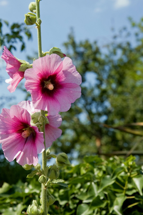 Hollyhocks