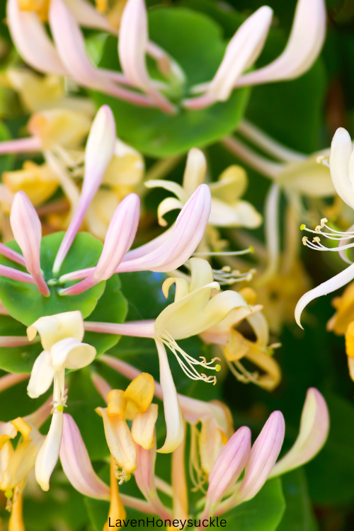 Honeysuckle