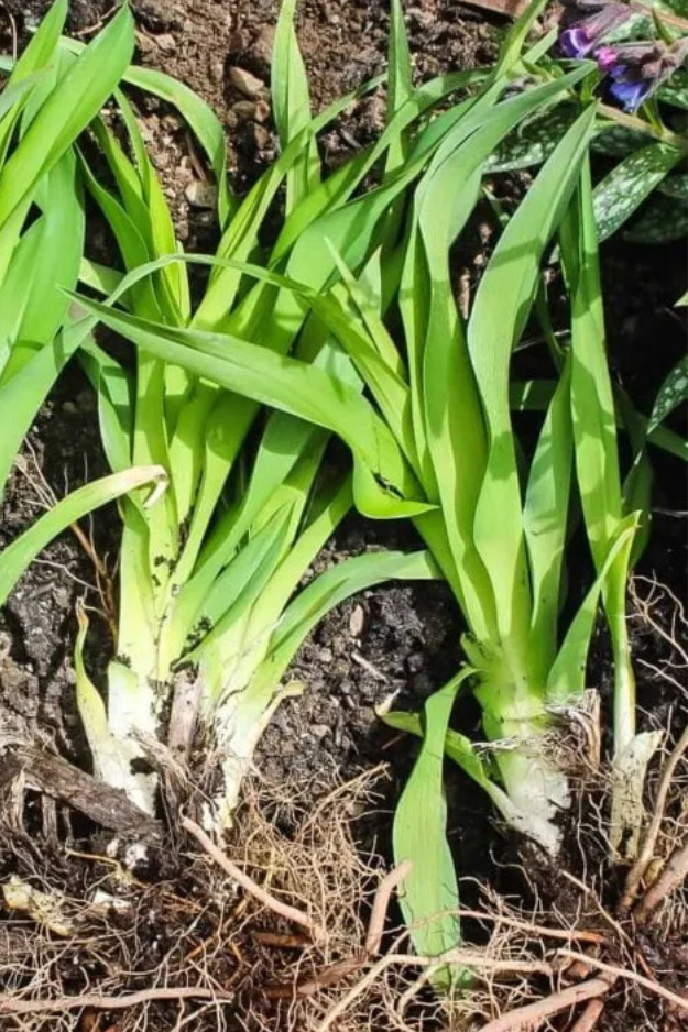 How to Divide Daylilies in Fall
