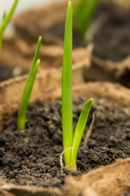 How to Grow Garlic in Containers