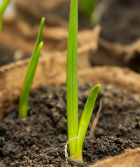 How to Grow Garlic in Containers