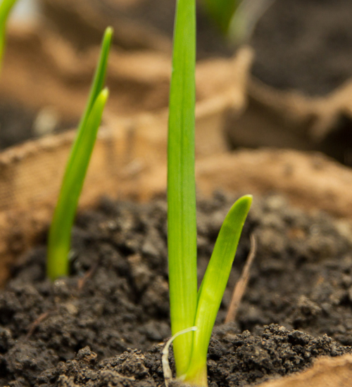 How to Grow Garlic in Containers