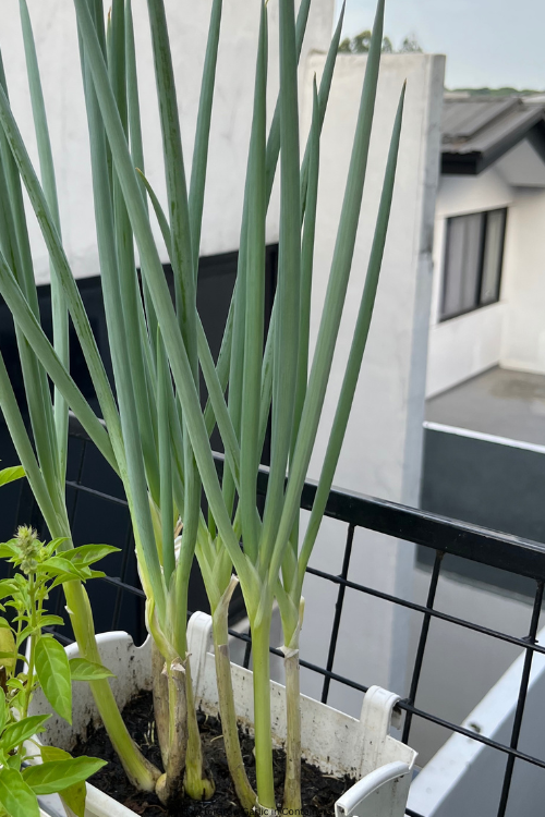 How to Grow Garlic in Containers 