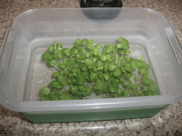 How to Grow Microgreens Without Soil