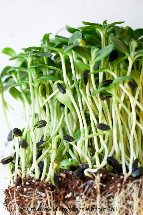 How to Grow Microgreens Without Soil
