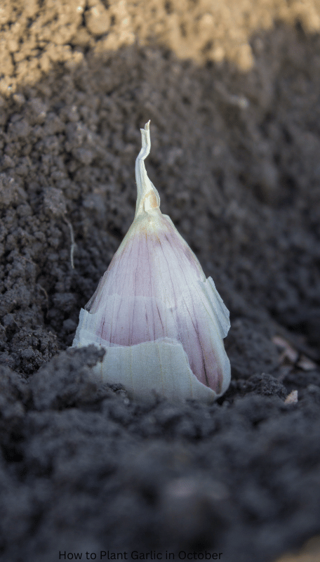 How to Plant Garlic in October