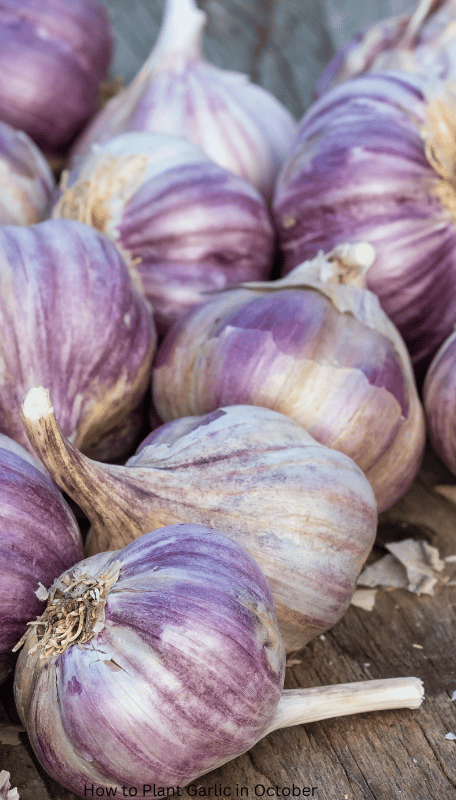 How to Plant Garlic in October