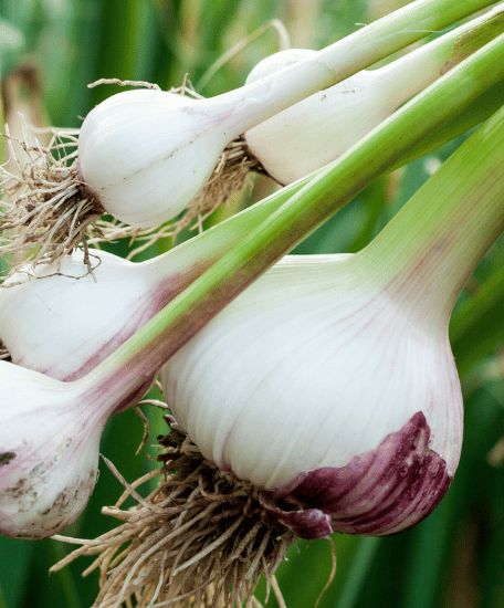 How to Plant Garlic in October