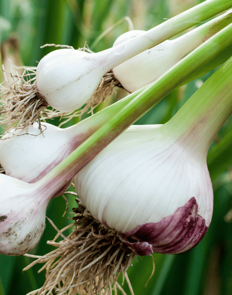 How to Plant Garlic in October