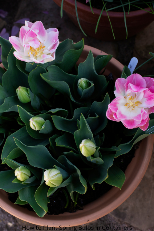 tulips in pots