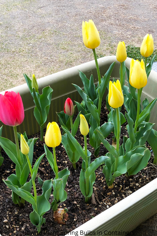 How to Plant Spring Bulbs in Containers